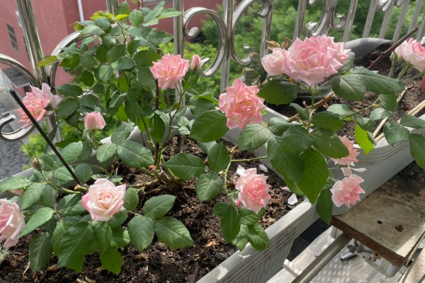 藤彩虹的花期，四季开花不停歇