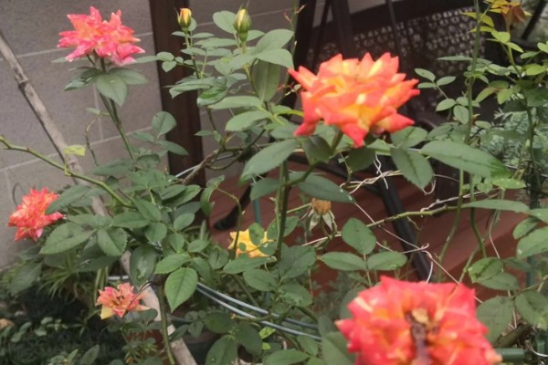 藤彩虹的花期，四季开花不停歇