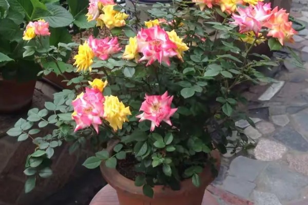 藤彩虹的花期，四季开花不停歇