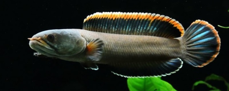 彩虹雷龙鱼简介，出生2年左右就可发育成熟