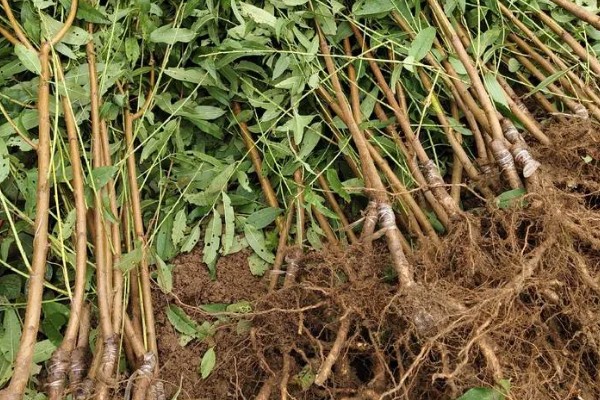 桃树苗如何培育，在春季或者夏末秋初进行