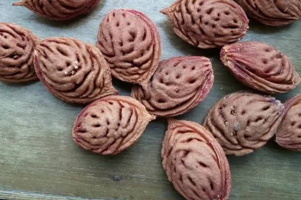 桃树苗如何培育，在春季或者夏末秋初进行