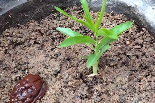 桃树苗如何培育，在春季或者夏末秋初进行