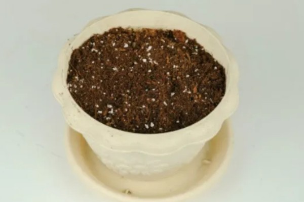 桃树苗如何培育，在春季或者夏末秋初进行