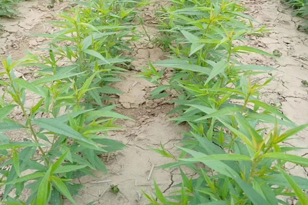 桃树苗如何培育，在春季或者夏末秋初进行