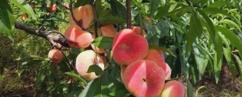 自花授粉能力强的桃树品种，有突围桃、巨美佳桃等