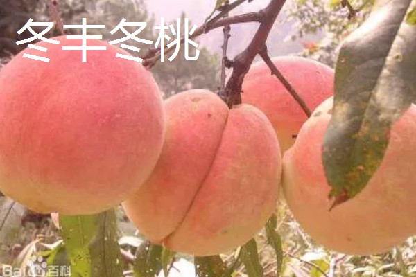 桃树苗如何培育，在春季或者夏末秋初进行