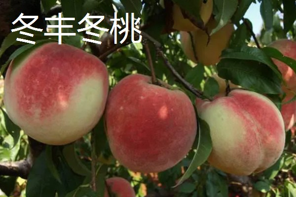 桃树苗如何培育，在春季或者夏末秋初进行