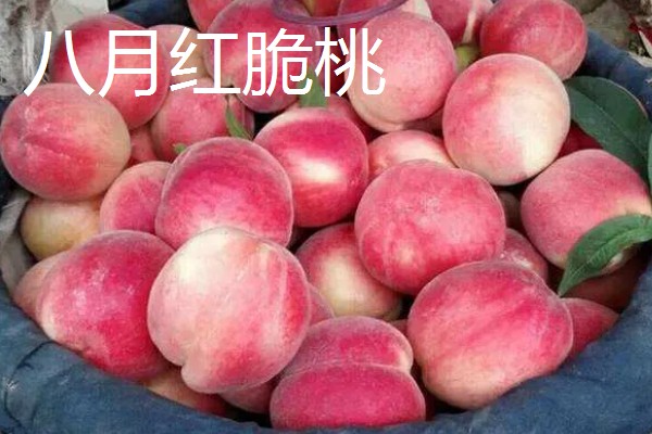 桃树苗如何培育，在春季或者夏末秋初进行