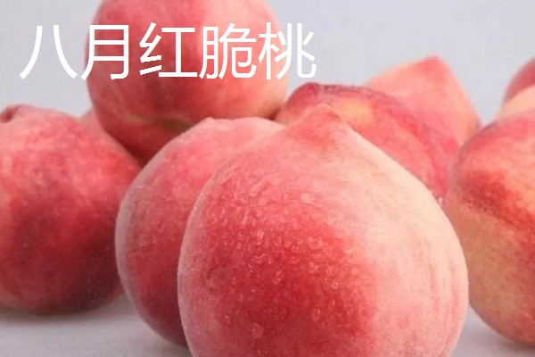 桃树苗如何培育，在春季或者夏末秋初进行