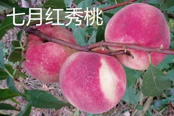 桃树苗如何培育，在春季或者夏末秋初进行