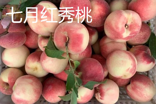 桃树苗如何培育，在春季或者夏末秋初进行