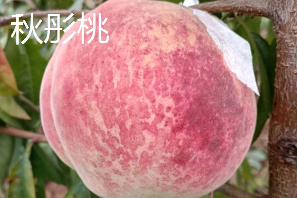 桃树苗如何培育，在春季或者夏末秋初进行