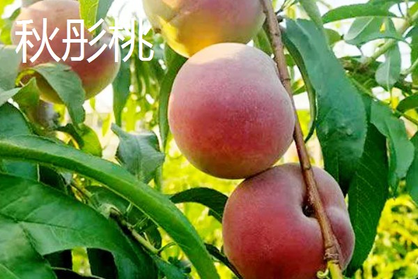 桃树苗如何培育，在春季或者夏末秋初进行