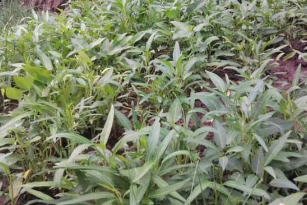 空心菜可以活到几月份，一直到11月份才枯死