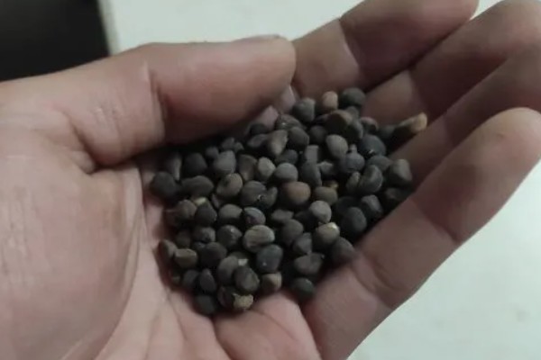 空心菜可以活到几月份，一直到11月份才枯死