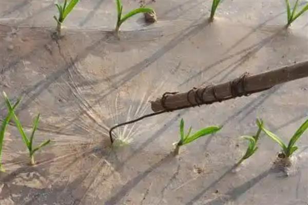 如何种植大蒜,每沟播种1-2粒