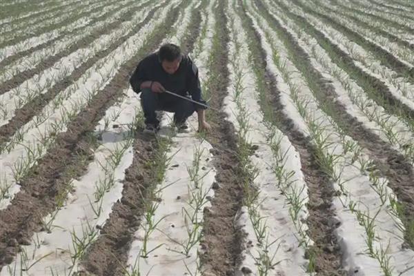 如何种植大蒜,每沟播种1-2粒