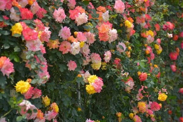 藤彩虹的花期，四季开花不停歇