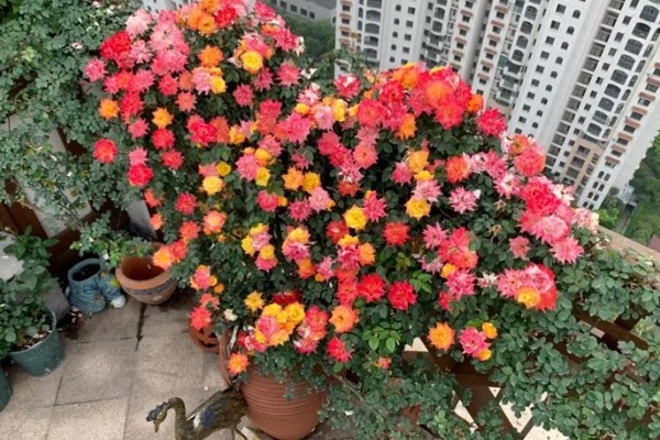 藤彩虹的花期，四季开花不停歇