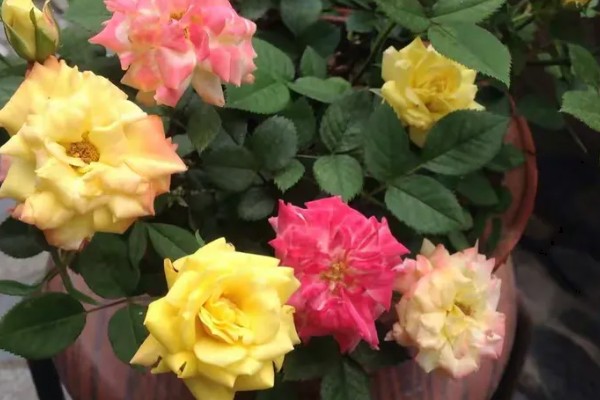 藤彩虹的花期，四季开花不停歇