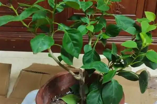 夏季三角梅的管理和修剪，可以在7月份进行修剪