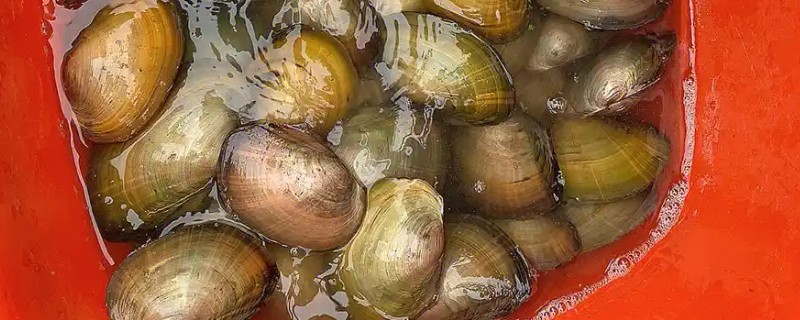 河蚌有什么种类,常见褶纹冠蚌、三角帆蚌等品种
