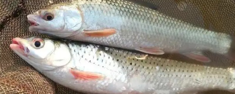鲮鱼是不是海鱼，属于河鱼喜欢在高温水体中生活