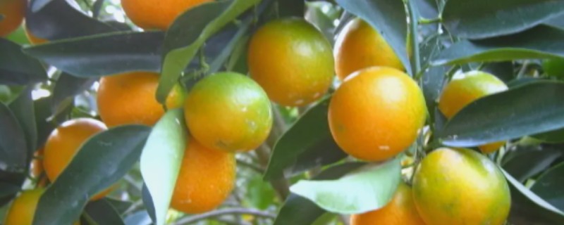 金桔结果后掉果怎么处理，需及时补充养分