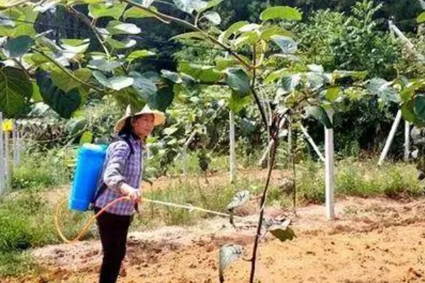 猕猴桃正确施用技术，促果肥在落花后20-30天施入
