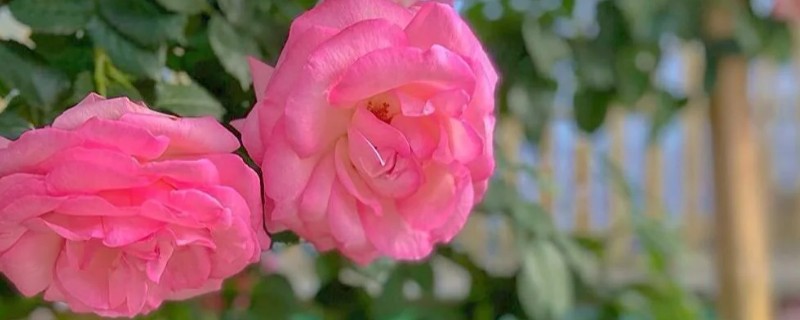 月季花为什么要死不活的,可能是土壤不适所致