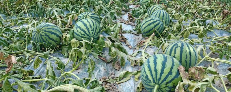 西瓜定植后如何管理，定植后前三天一般不放风