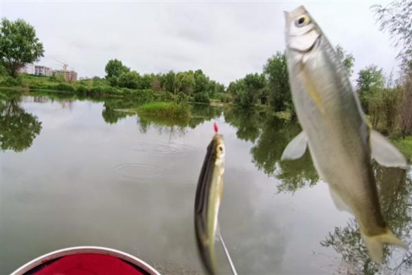 4+2线组能钓多大鱼,垂钓体重范围是10到20斤左右