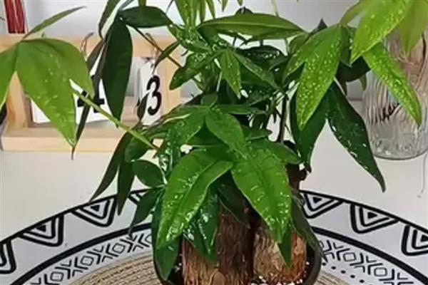 怎么养发财树,浇水要遵循干湿相间的原则