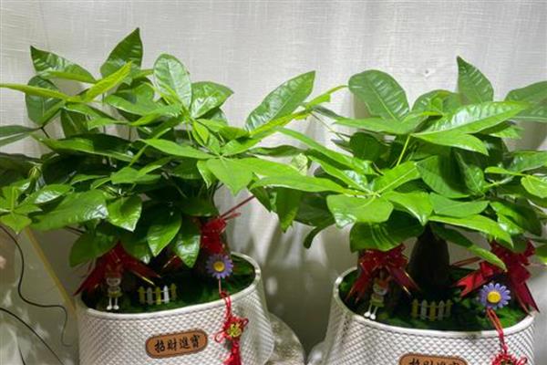 怎么养发财树,浇水要遵循干湿相间的原则