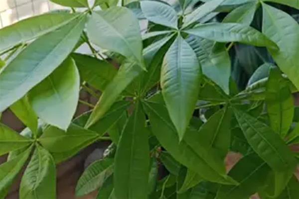 怎么养发财树,浇水要遵循干湿相间的原则