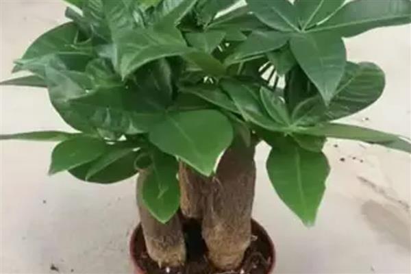 怎么养发财树,浇水要遵循干湿相间的原则