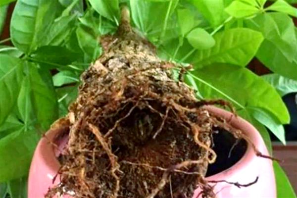 怎么养发财树,浇水要遵循干湿相间的原则