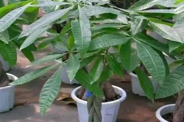 怎么养发财树,浇水要遵循干湿相间的原则