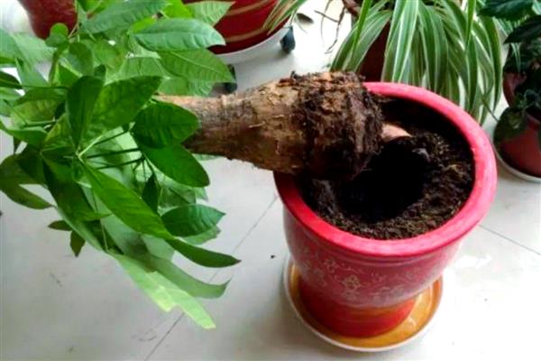 怎么养发财树,浇水要遵循干湿相间的原则