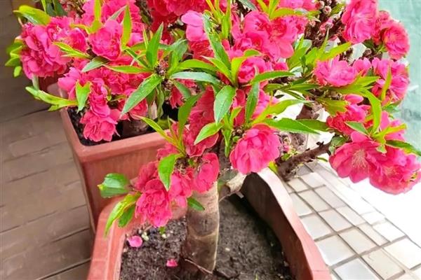 桃花有没有毒，桃花是没有任何毒性的