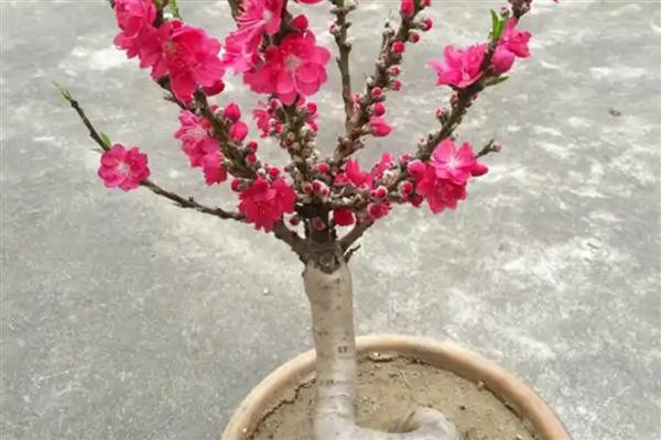 桃花有没有毒，桃花是没有任何毒性的
