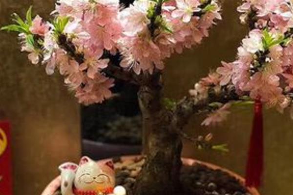桃花有没有毒，桃花是没有任何毒性的