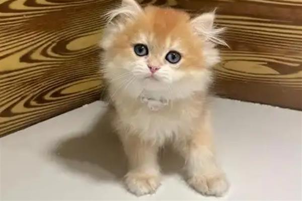 幼猫后腿无力走路不稳的原因，可能是低血糖所致