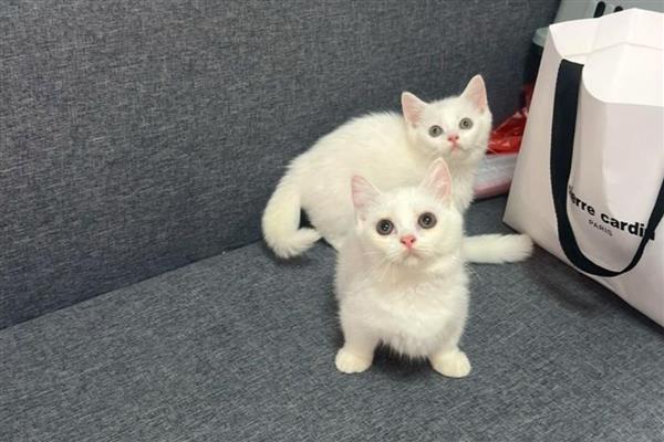 幼猫后腿无力走路不稳的原因，可能是低血糖所致