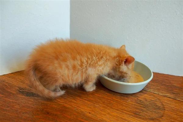 幼猫后腿无力走路不稳的原因，可能是低血糖所致