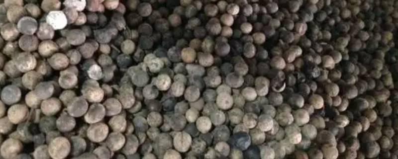 什么树的种子不进入土壤就可生根发芽，指榕树的种子