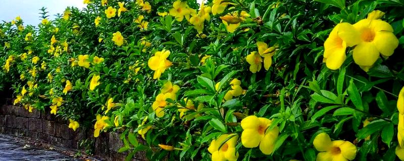 软枝黄蝉是单叶吗，软枝黄蝉是复叶