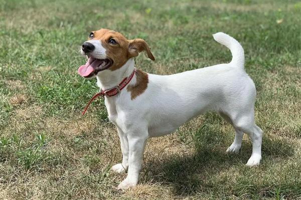 犬蛔虫病的症状,会引起小肠的机械刺激