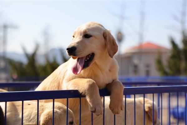 犬蛔虫病的症状,会引起小肠的机械刺激